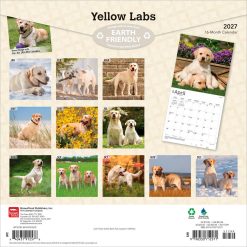 Alternative view of Labrador Retrievers, Yellow 2027 Square Wall Calendar