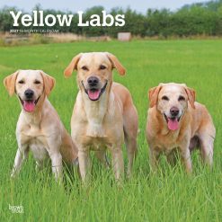Labrador Retrievers, Yellow 2027 Square Wall Calendar