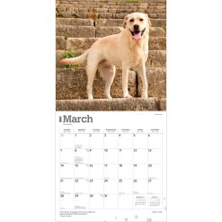 Labrador Retrievers, Yellow 2027 Square Wall Calendar - Image 3
