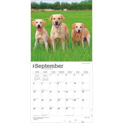 Labrador Retrievers, Yellow 2027 Square Wall Calendar - Image 4