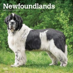 Newfoundlands 2027 Square Wall Calendar