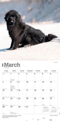 Newfoundlands 2027 Square Wall Calendar - Image 3