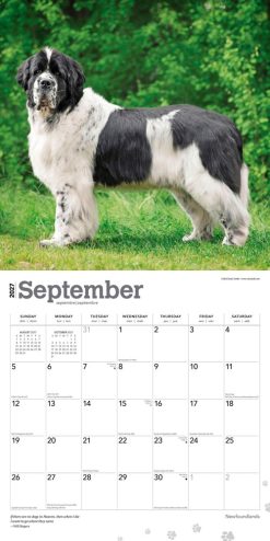 Newfoundlands 2027 Square Wall Calendar - Image 4