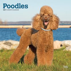 Poodles 2027 Square Wall Calendar