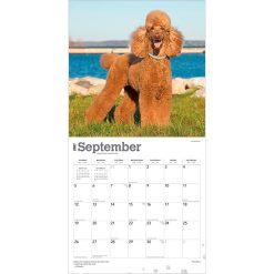 Poodles 2027 Square Wall Calendar - Image 4