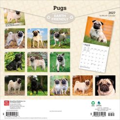 Alternative view of Pugs 2027 Square Wall Calendar