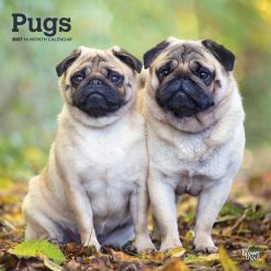 Pugs 2027 Square Wall Calendar