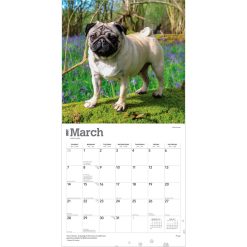 Pugs 2027 Square Wall Calendar - Image 3