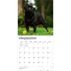 Pugs 2027 Square Wall Calendar - Image 4