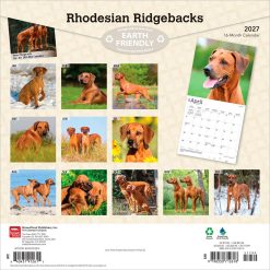 Alternative view of Rhodesian Ridgebacks 2027 Square Wall Calendar