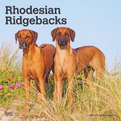Rhodesian Ridgebacks 2027 Square Wall Calendar