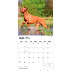 Rhodesian Ridgebacks 2027 Square Wall Calendar - Image 3