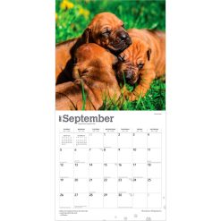 Rhodesian Ridgebacks 2027 Square Wall Calendar - Image 4