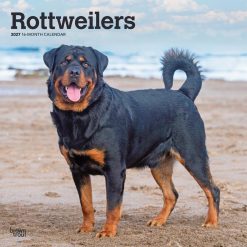 Rottweilers 2027 Square Wall Calendar