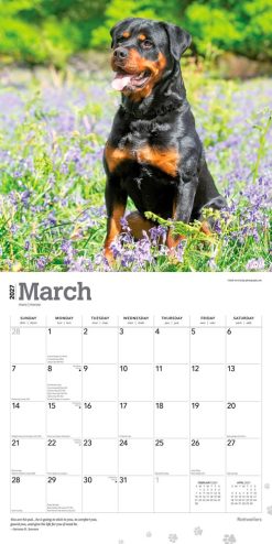 Rottweilers 2027 Square Wall Calendar - Image 3