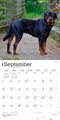 Rottweilers 2027 Square Wall Calendar - Image 4