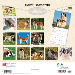 Alternative view of Saint Bernards 2027 Square Wall Calendar