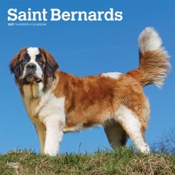 Saint Bernards 2027 Square Wall Calendar