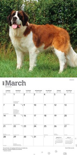 Saint Bernards 2027 Square Wall Calendar - Image 3