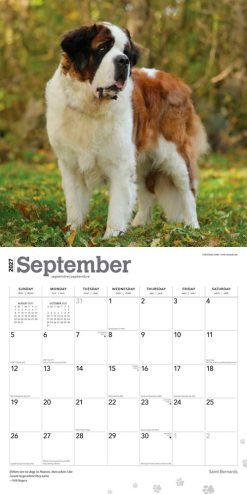 Saint Bernards 2027 Square Wall Calendar - Image 4