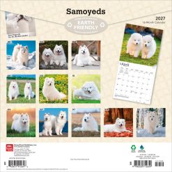 Alternative view of Samoyeds 2027 Square Wall Calendar