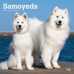 Samoyeds 2027 Square Wall Calendar