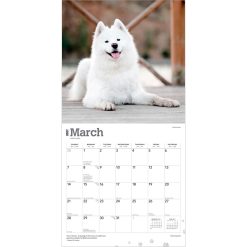 Samoyeds 2027 Square Wall Calendar - Image 3