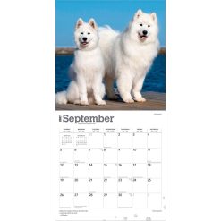 Samoyeds 2027 Square Wall Calendar - Image 4