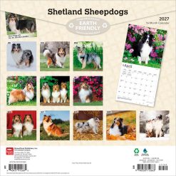 Alternative view of Shetland Sheepdogs 2027 Square Wall Calendar