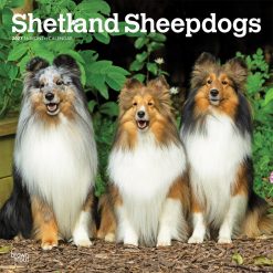 Shetland Sheepdogs 2027 Square Wall Calendar