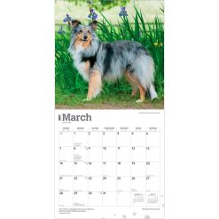Shetland Sheepdogs 2027 Square Wall Calendar - Image 3