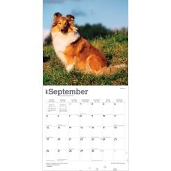 Shetland Sheepdogs 2027 Square Wall Calendar - Image 4