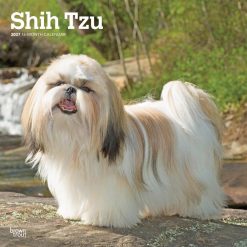 Shih Tzu 2027 Square Wall Calendar
