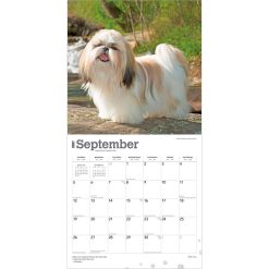 Shih Tzu 2027 Square Wall Calendar - Image 4