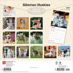 Alternative view of Siberian Huskies 2027 Square Wall Calendar