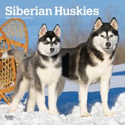 Siberian Huskies 2027 Square Wall Calendar