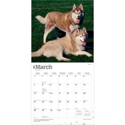 Siberian Huskies 2027 Square Wall Calendar - Image 3
