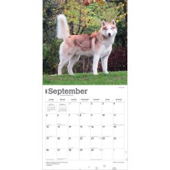 Siberian Huskies 2027 Square Wall Calendar - Image 4