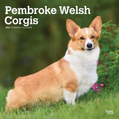 Welsh Corgis, Pembroke 2027 Square Wall Calendar