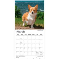 Welsh Corgis, Pembroke 2027 Square Wall Calendar - Image 3
