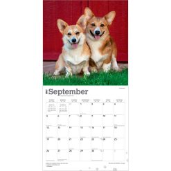 Welsh Corgis, Pembroke 2027 Square Wall Calendar - Image 4