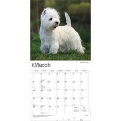 West Highland White Terriers 2027 Square Wall Calendar - Image 3