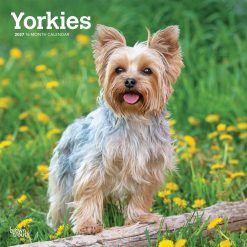 Yorkshire Terriers 2027 Square Wall Calendar