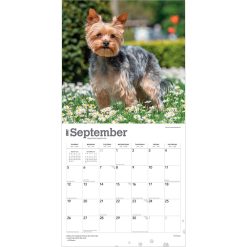 Yorkshire Terriers 2027 Square Wall Calendar - Image 4