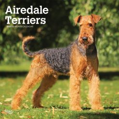 Airedale Terriers 2027 Square Wall Calendar