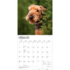 Airedale Terriers 2027 Square Wall Calendar - Image 3