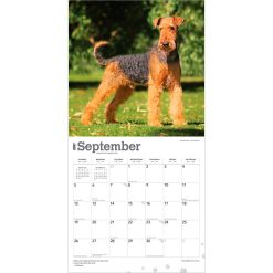Airedale Terriers 2027 Square Wall Calendar - Image 4