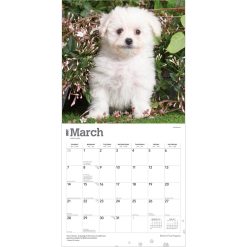 Bichon Frise Puppies 2027 Square Wall Calendar - Image 3