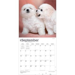 Bichon Frise Puppies 2027 Square Wall Calendar - Image 4