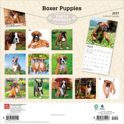 Alternative view of Boxer Puppies 2027 Square Wall Calendar